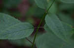 Scarlet beebalm